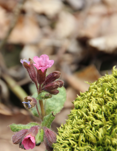 Souldancer Exkursionen Blume